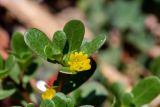 Portulaca oleracea