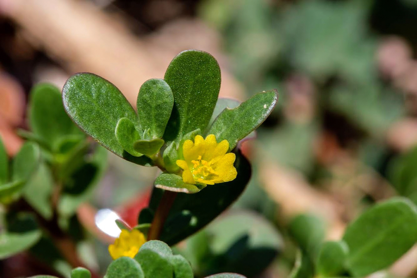 Изображение особи Portulaca oleracea.