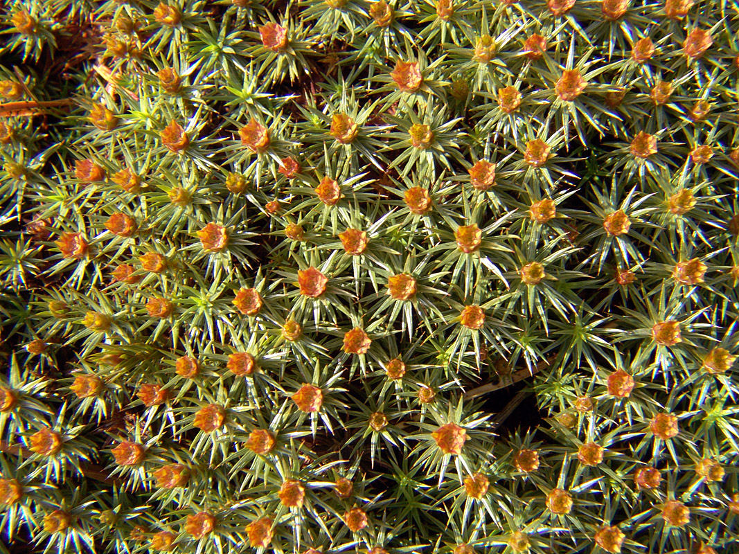 Изображение особи Polytrichum juniperinum.