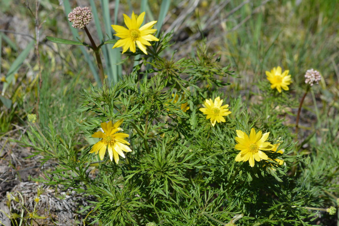 Image of Adonis volgensis specimen.