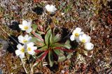 Claytonia acutifolia