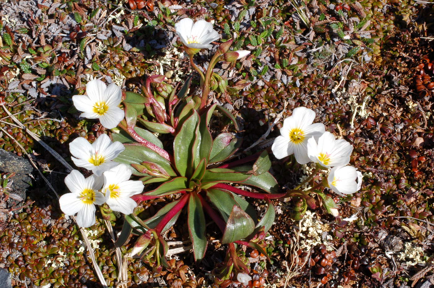 Image of Claytonia acutifolia specimen.