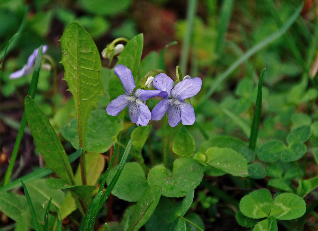 Изображение особи Viola riviniana.