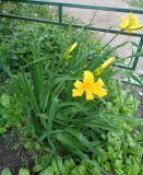род Hemerocallis