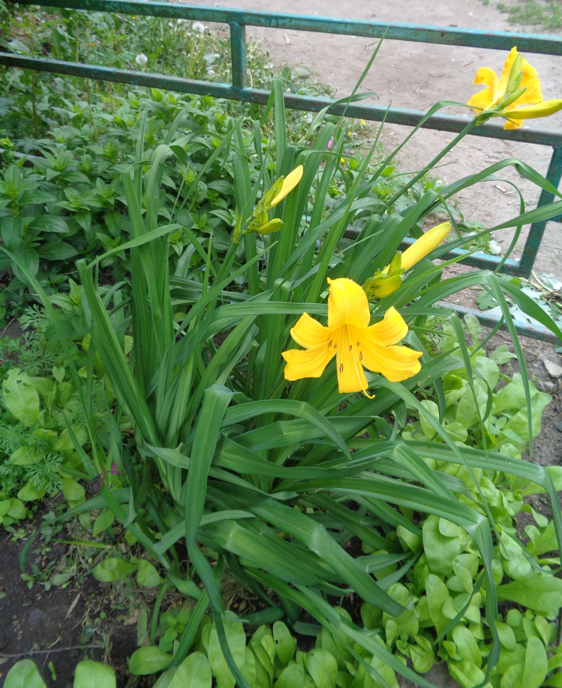 Изображение особи род Hemerocallis.