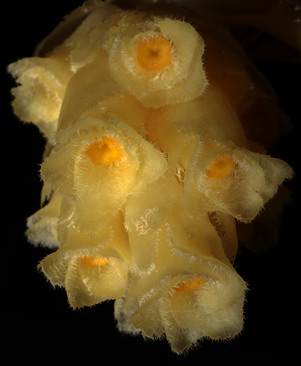 Image of Hypopitys monotropa specimen.