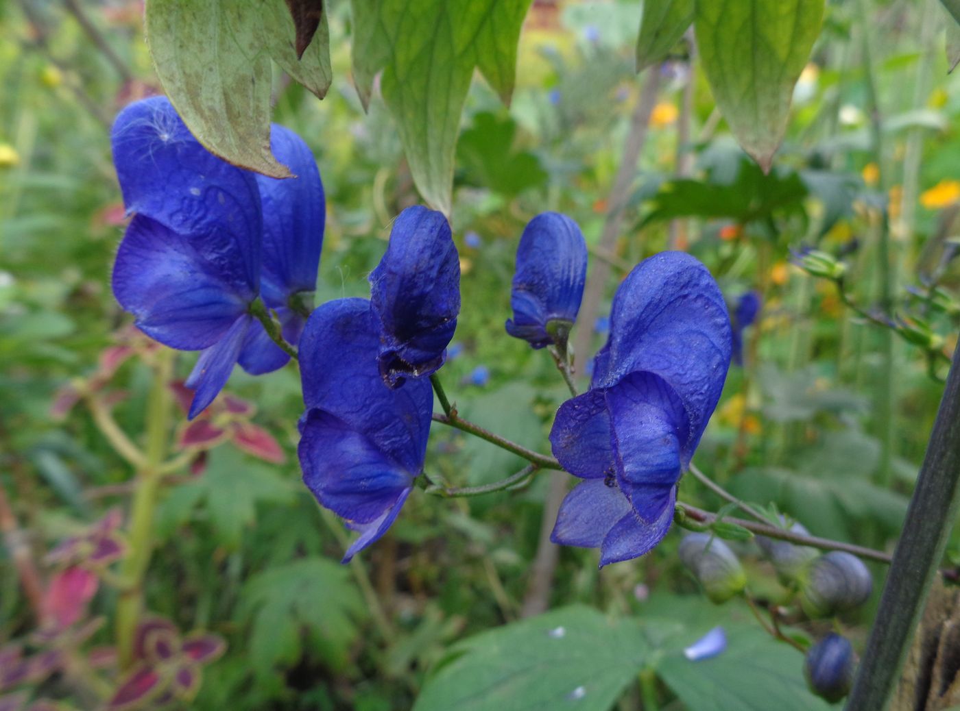 Image of Aconitum × stoerkianum specimen.