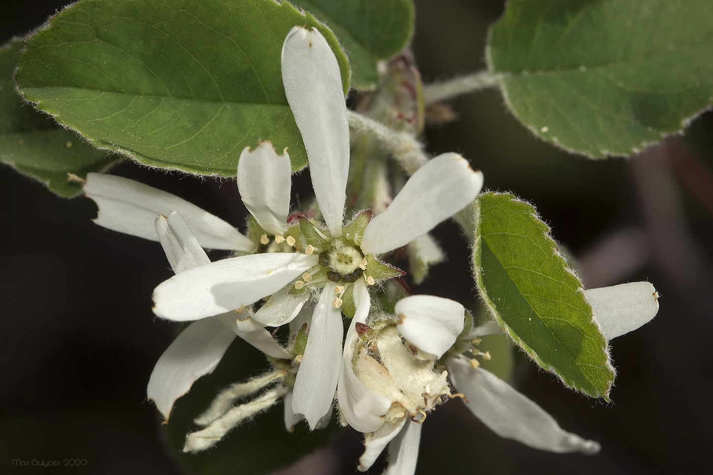 Image of Amelanchier ovalis specimen.