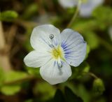 Veronica filiformis. Цветок. Подмосковье, окр. г. Одинцово, опушка смешанного леса. Май 2020 г.