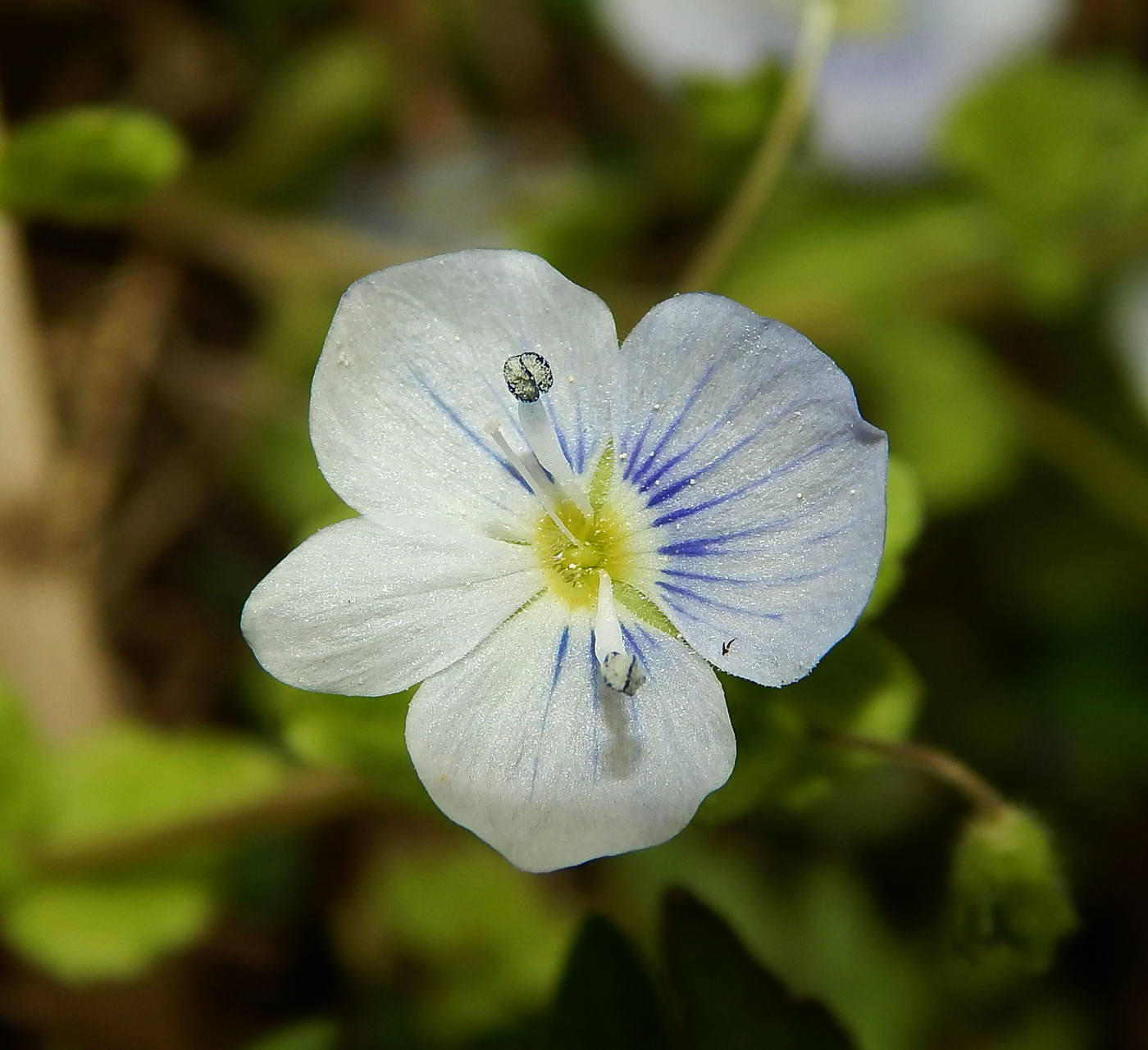 Изображение особи Veronica filiformis.