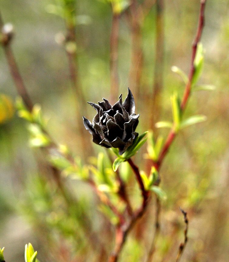 Image of Salix rosmarinifolia specimen.