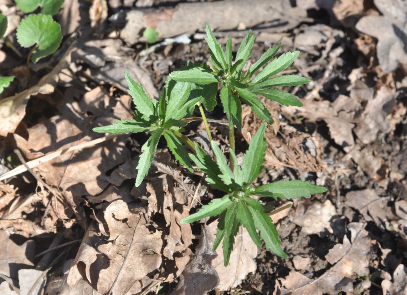 Изображение особи Ranunculus cassubicus.