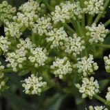 Crithmum maritimum