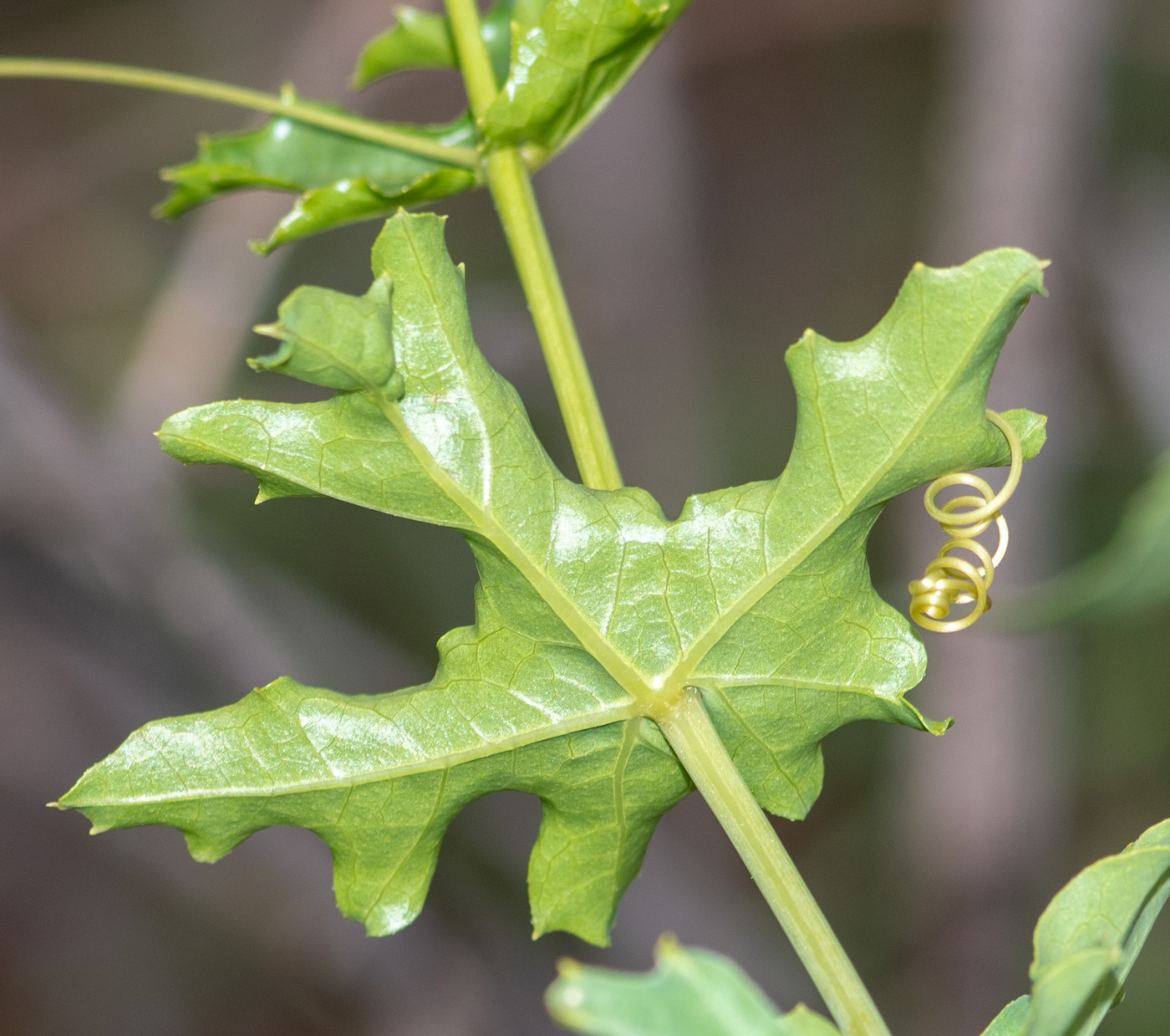 Изображение особи Coccinia sessilifolia.