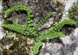 Woodsia heterophylla