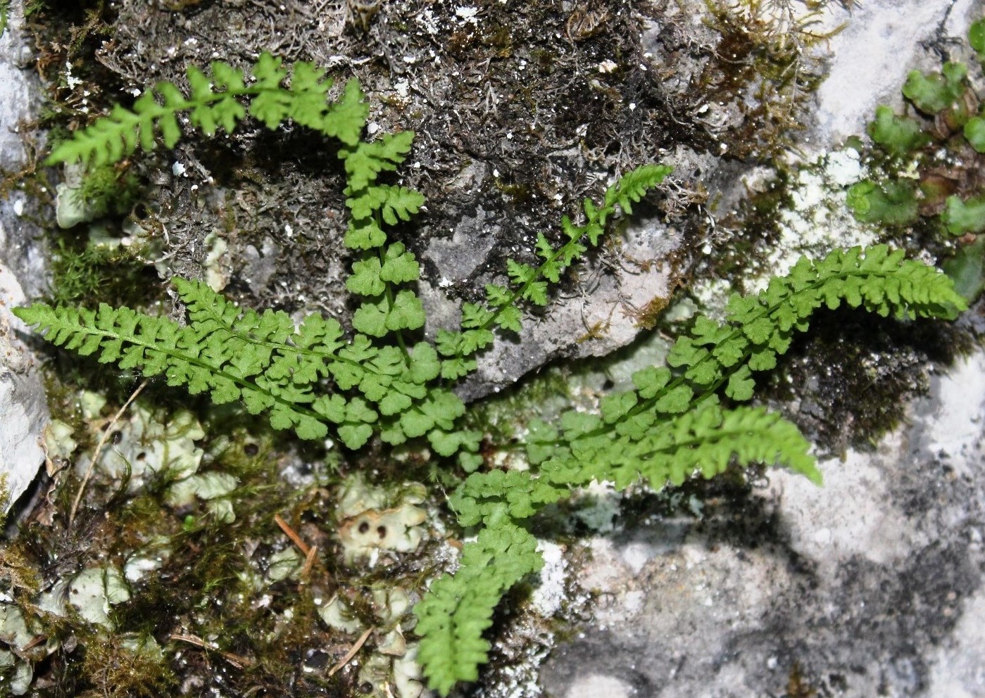 Image of Woodsia heterophylla specimen.