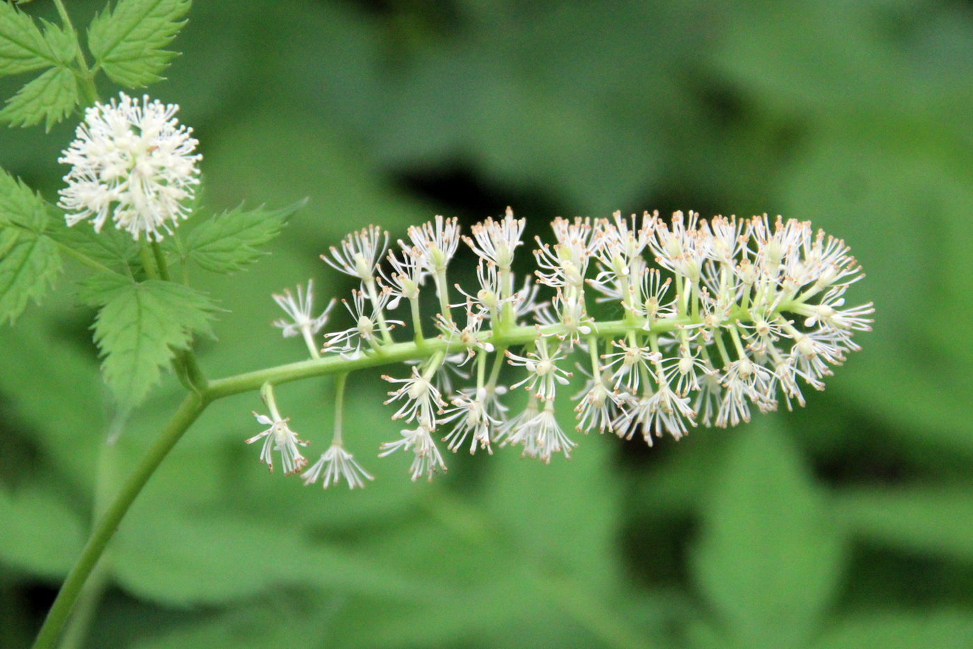 Изображение особи Actaea erythrocarpa.