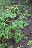 Thalictrum aquilegiifolium