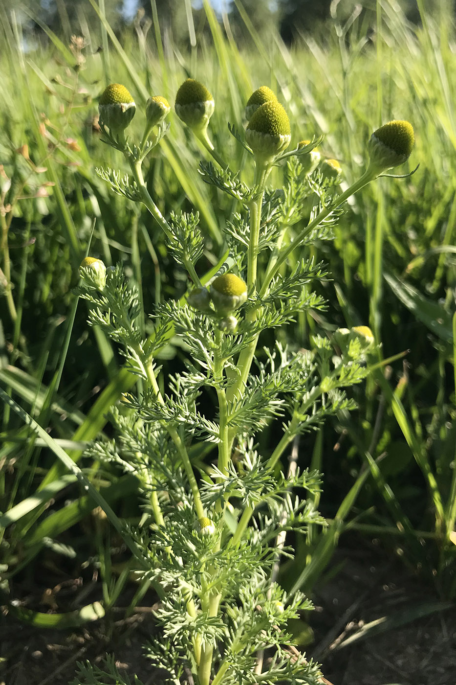 Изображение особи Matricaria discoidea.