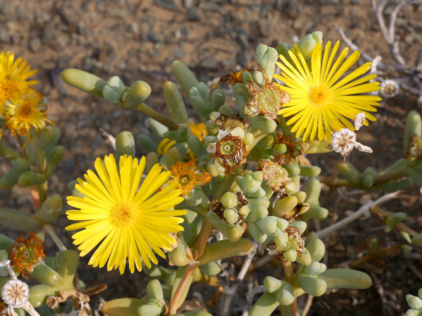 Image of Malephora luteola specimen.