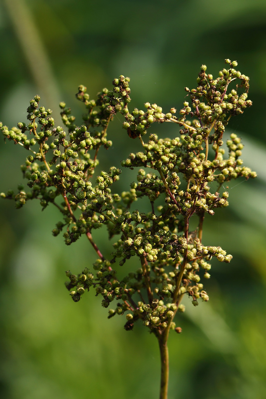 Image of Filipendula ulmaria specimen.