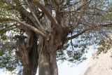 genus Erythrina. Части скелетных ветвей. Перу, регион Куско, пос. Ollantaymtambo. 11.10.2019.