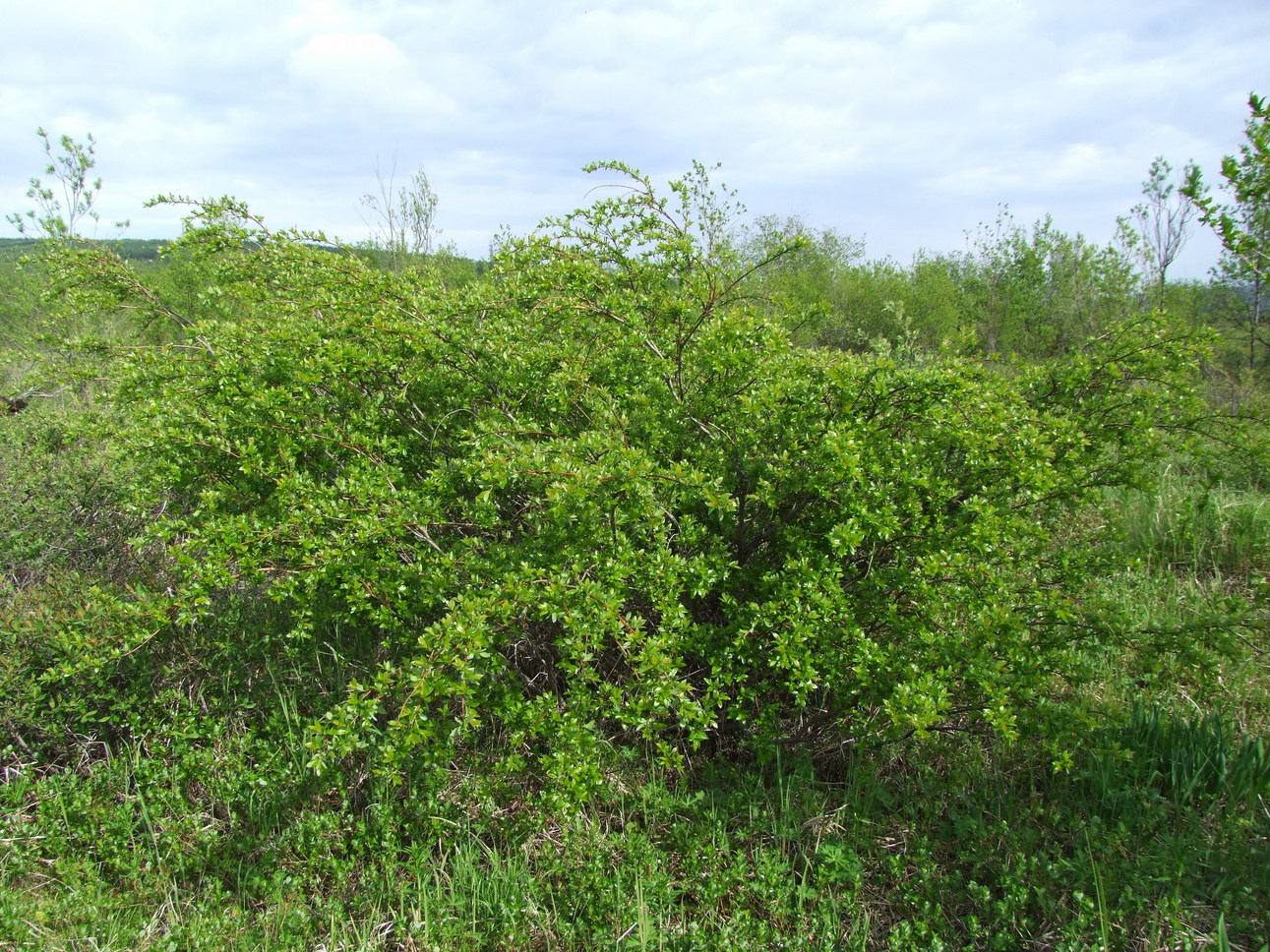 Image of Salix dshugdshurica specimen.