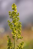 Veratrum lobelianum. Соцветие. Краснодарский край, Адлерский р-н, окр. с. Эстосадок, северный склон хр. Аибга, выс. ≈ 2100 м н.у.м., субальпийский луг. 11.08.2020.