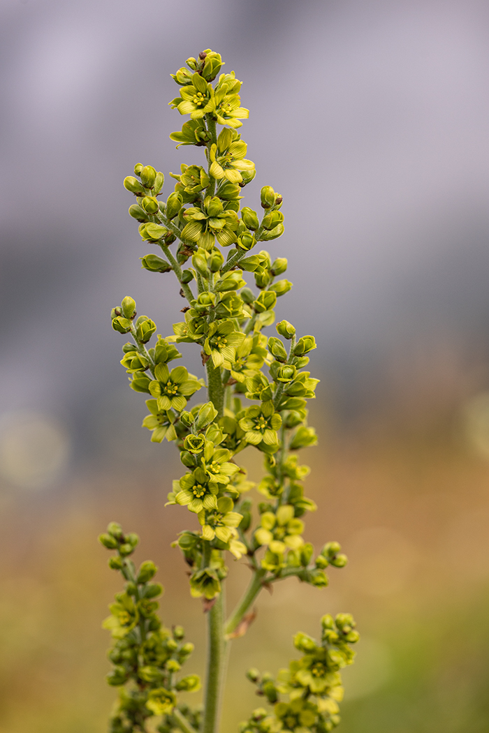 Изображение особи Veratrum lobelianum.