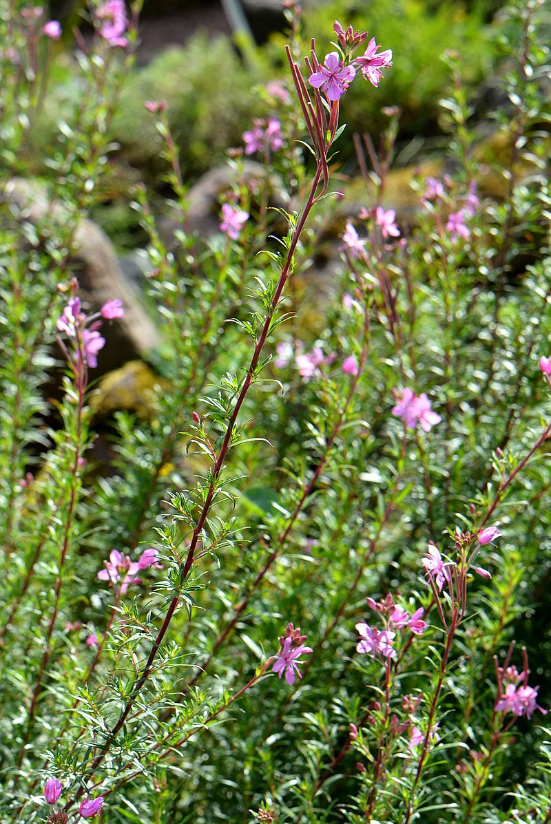 Image of Chamaenerion dodonaei specimen.