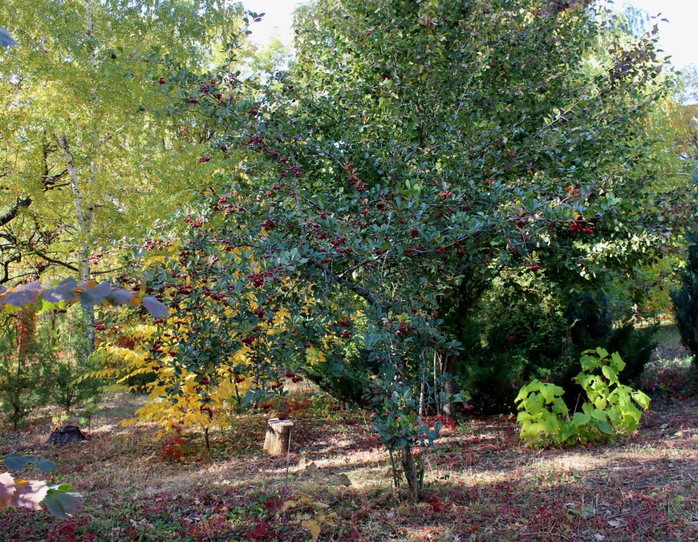 Изображение особи Crataegus crus-galli.