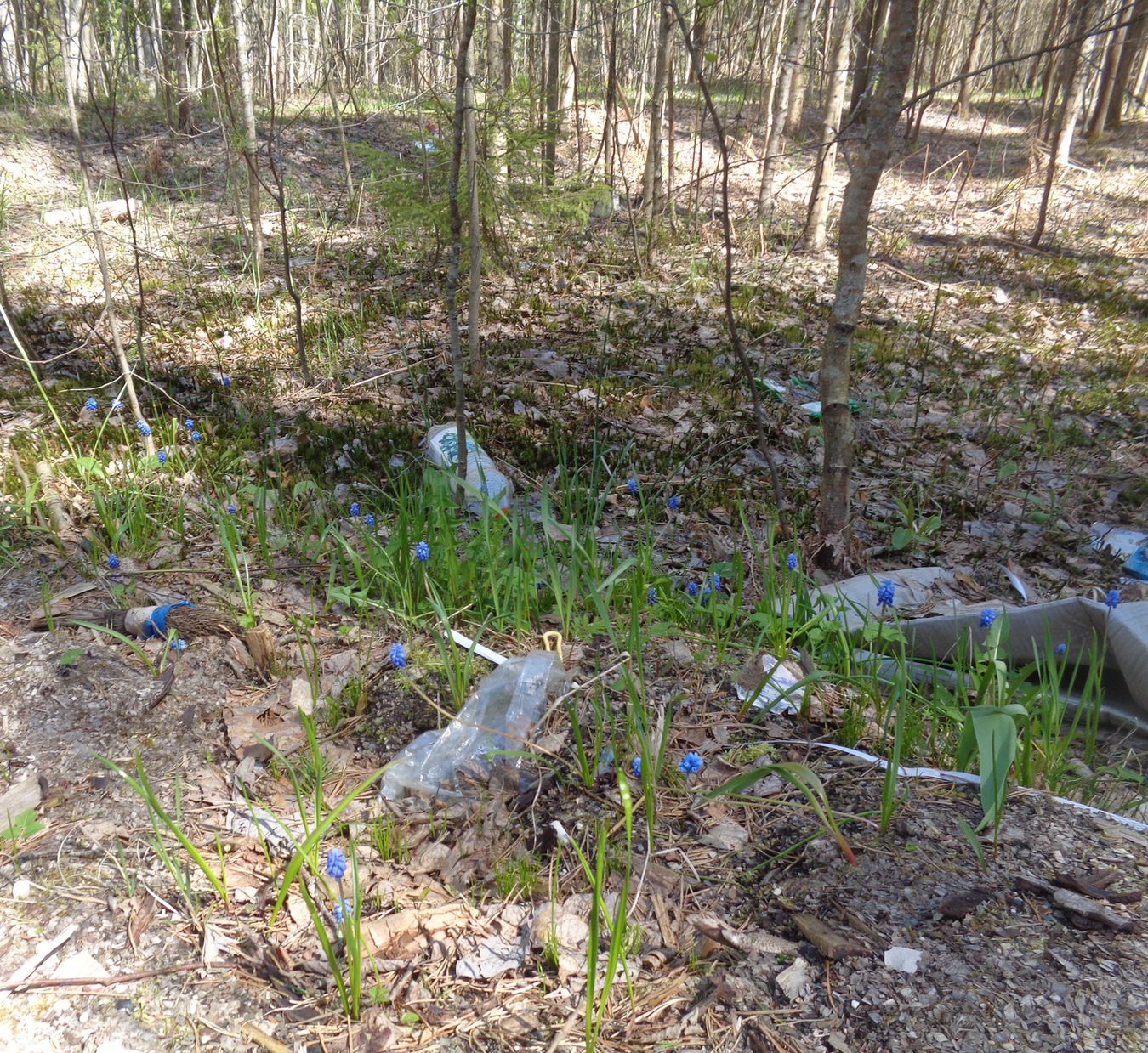 Image of Muscari botryoides specimen.