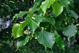 Tilia cordata