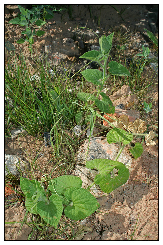 Image of Thladiantha dubia specimen.