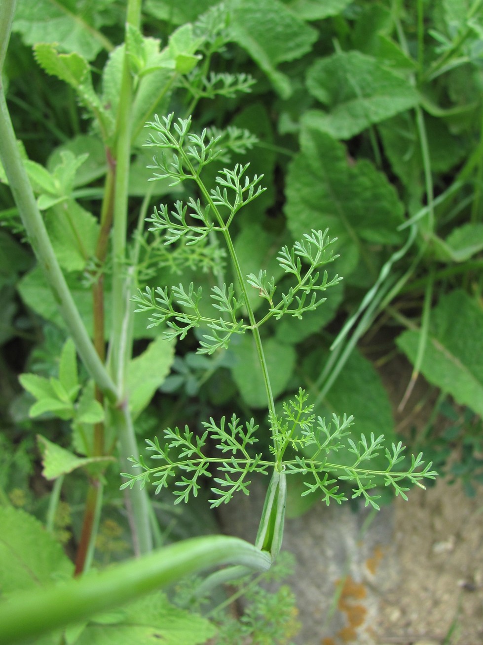 Image of Astrodaucus orientalis specimen.