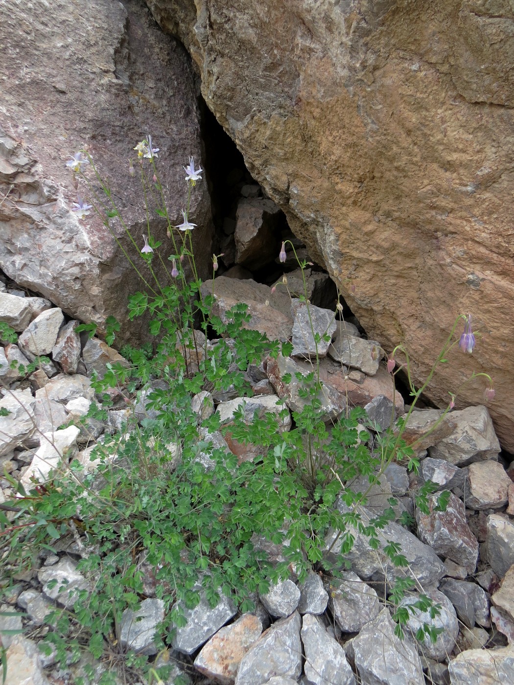 Image of Aquilegia vicaria specimen.