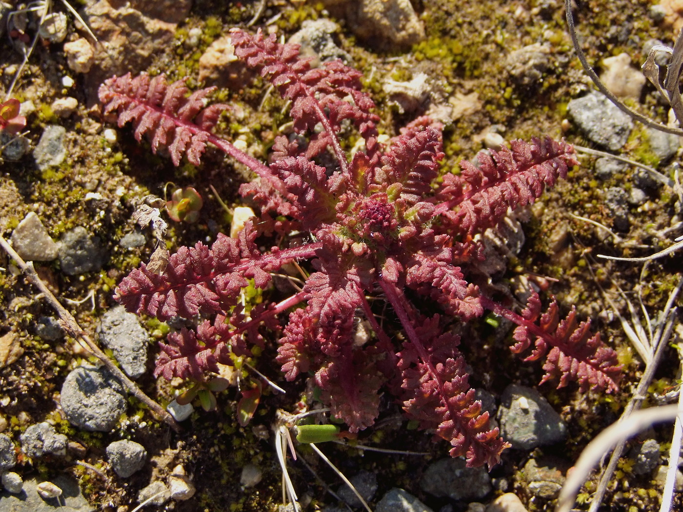 Изображение особи Pedicularis verticillata.