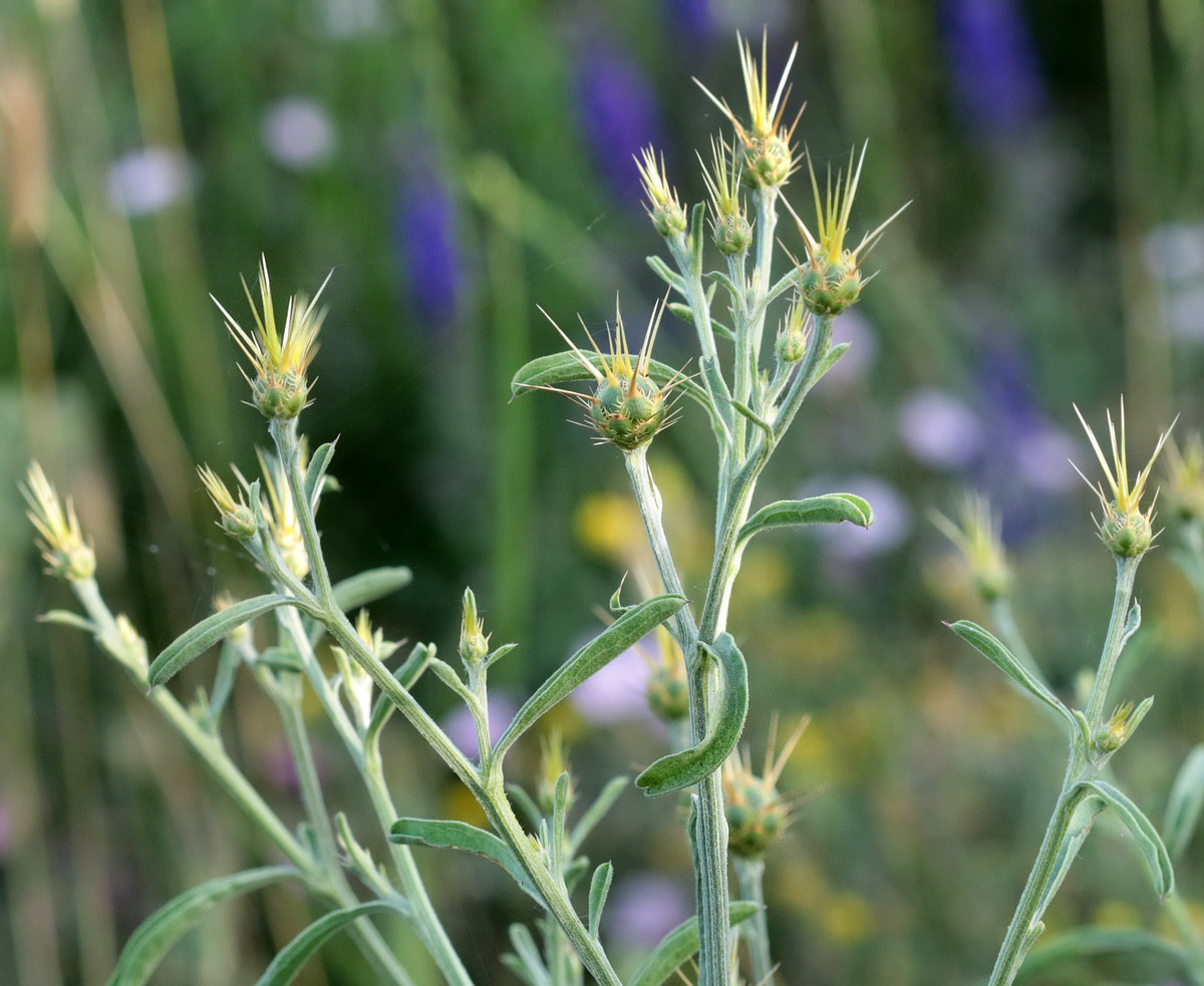 Изображение особи Centaurea salonitana.