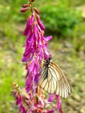 Hedysarum alpinum. Соцветие с кормящейся боярышницей (Aporia crataegi). Красноярский край, Тунгусско-Чунский р-н, Государственный природный заповедник \"Тунгусский\", пр. берег р. Подкаменная Тунгуска, каменистый участок. 06.07.2013.