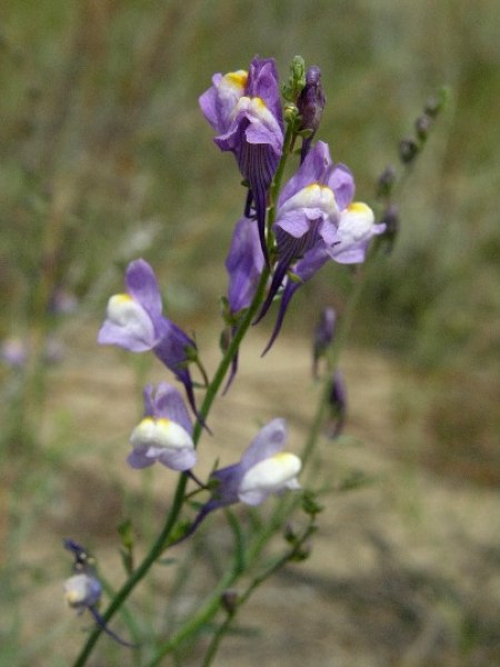 Изображение особи Linaria transiliensis.