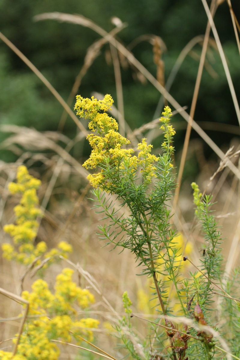 Изображение особи Galium verum.