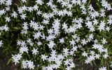 Chionodoxa luciliae f. alba