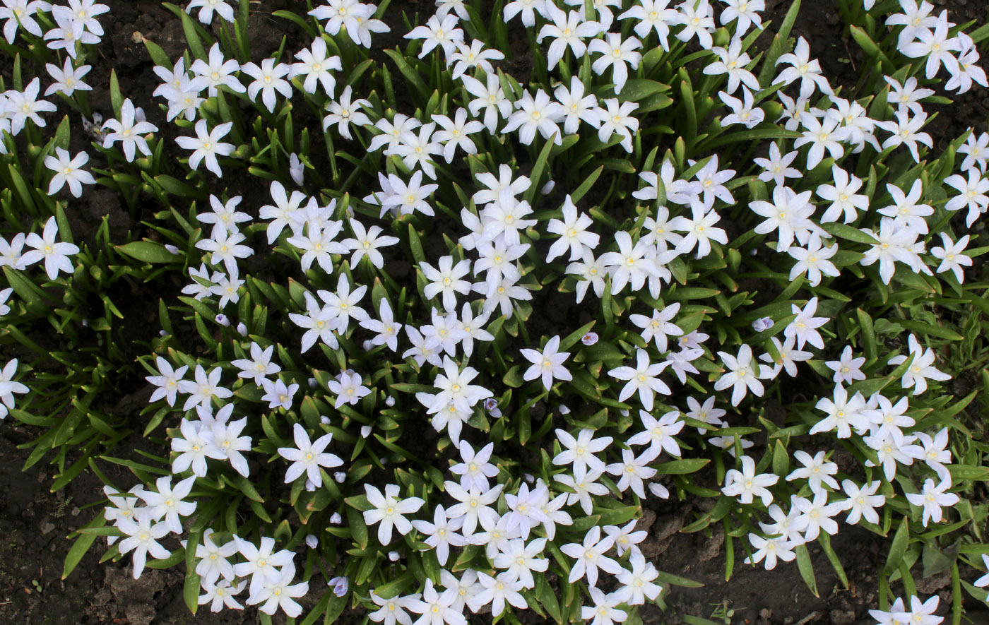 Image of Chionodoxa luciliae f. alba specimen.
