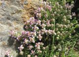 Thymus jalasianus