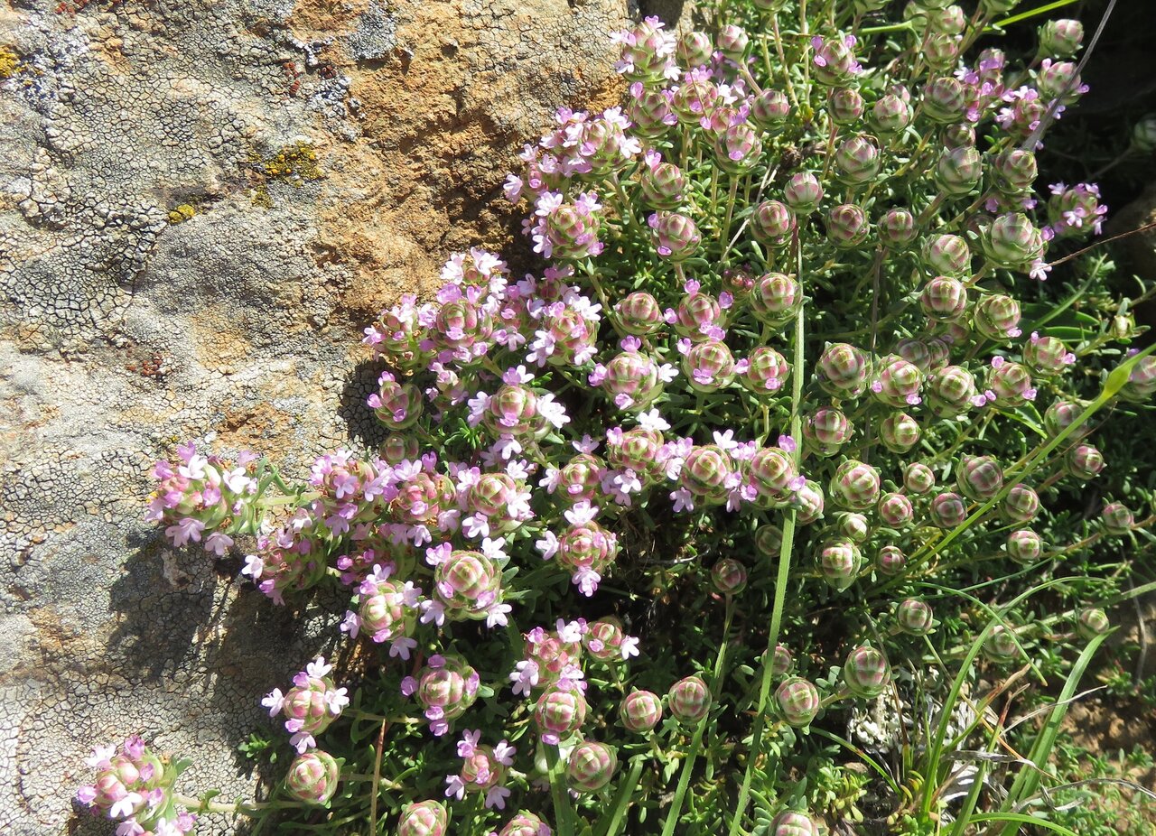 Изображение особи Thymus jalasianus.