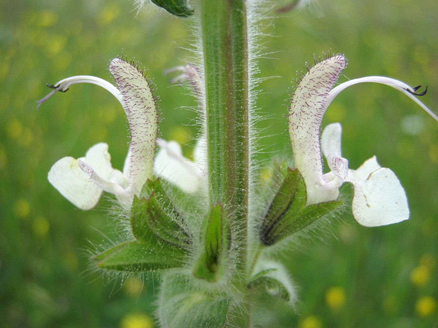 Изображение особи Salvia revelata.