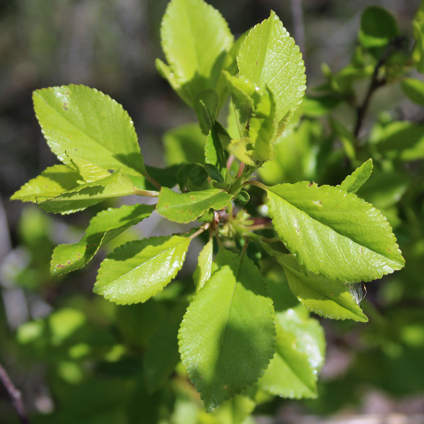 Изображение особи Cerasus vulgaris.