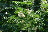 Sorbus sambucifolia