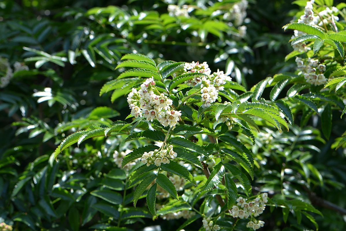 Изображение особи Sorbus sambucifolia.