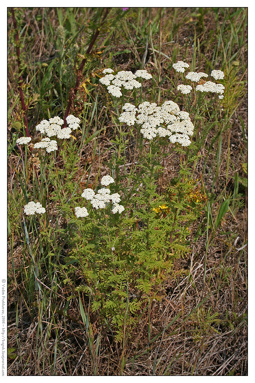 Изображение особи Achillea nobilis.